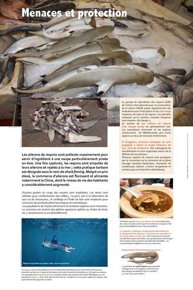 Panneau de l'exposition Requins