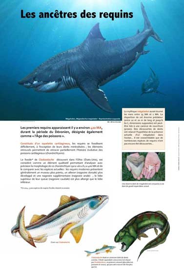 Panneau de l'exposition Requins