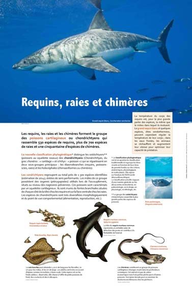 Panneau de l'exposition Requins