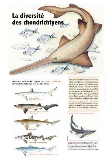 Panneau de l'exposition Requins
