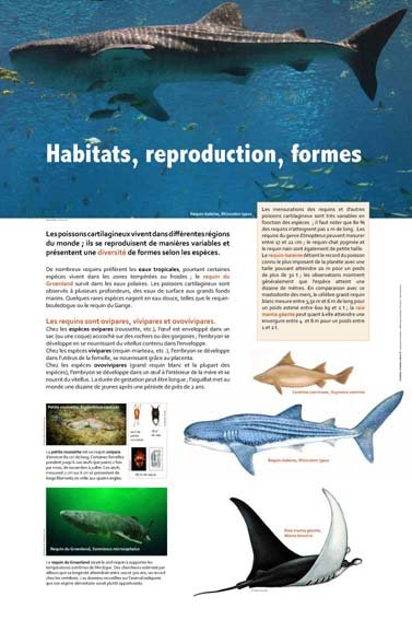 Panneau de l'exposition Requins