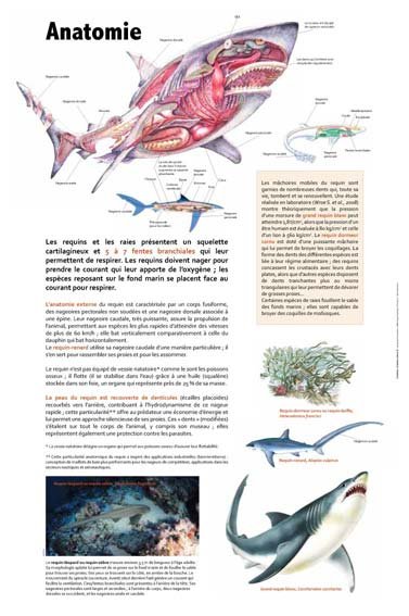 Panneau de l'exposition Requins