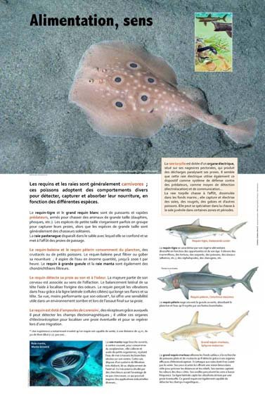 Panneau de l'exposition Requins