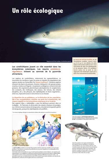 Panneau de l'exposition Requins