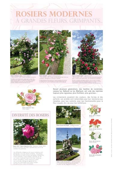 Panneau de l'exposition Roses