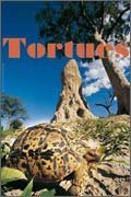 Tortues