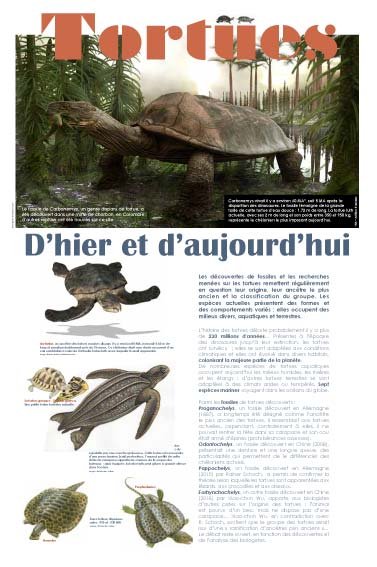 Panneau de l'exposition Tortues