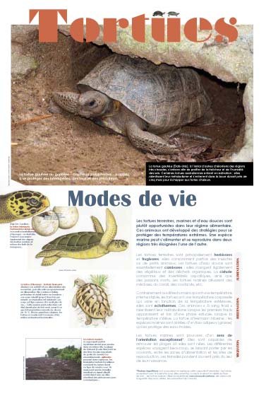 Panneau de l'exposition Tortues
