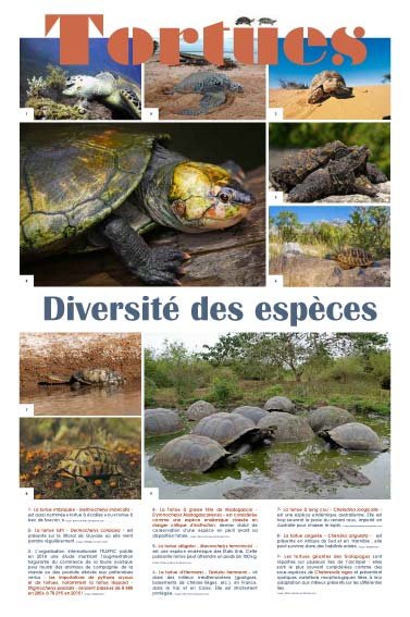 Panneau de l'exposition Tortues