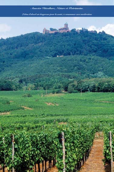 Panneau de l'exposition Vigne, vignoble, vin