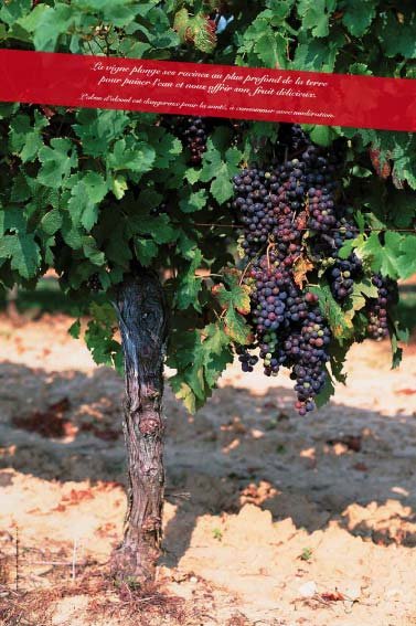 Panneau de l'exposition Vigne, vignoble, vin
