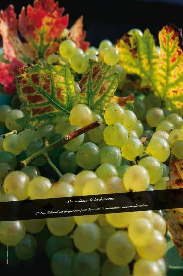 Panneau de l'exposition Vigne, vignoble, vin