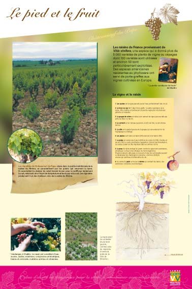 Panneau de l'exposition La vigne et le vin